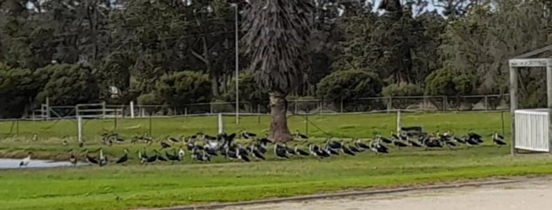 101 Oatlands Motell Mount Barker Exteriör bild