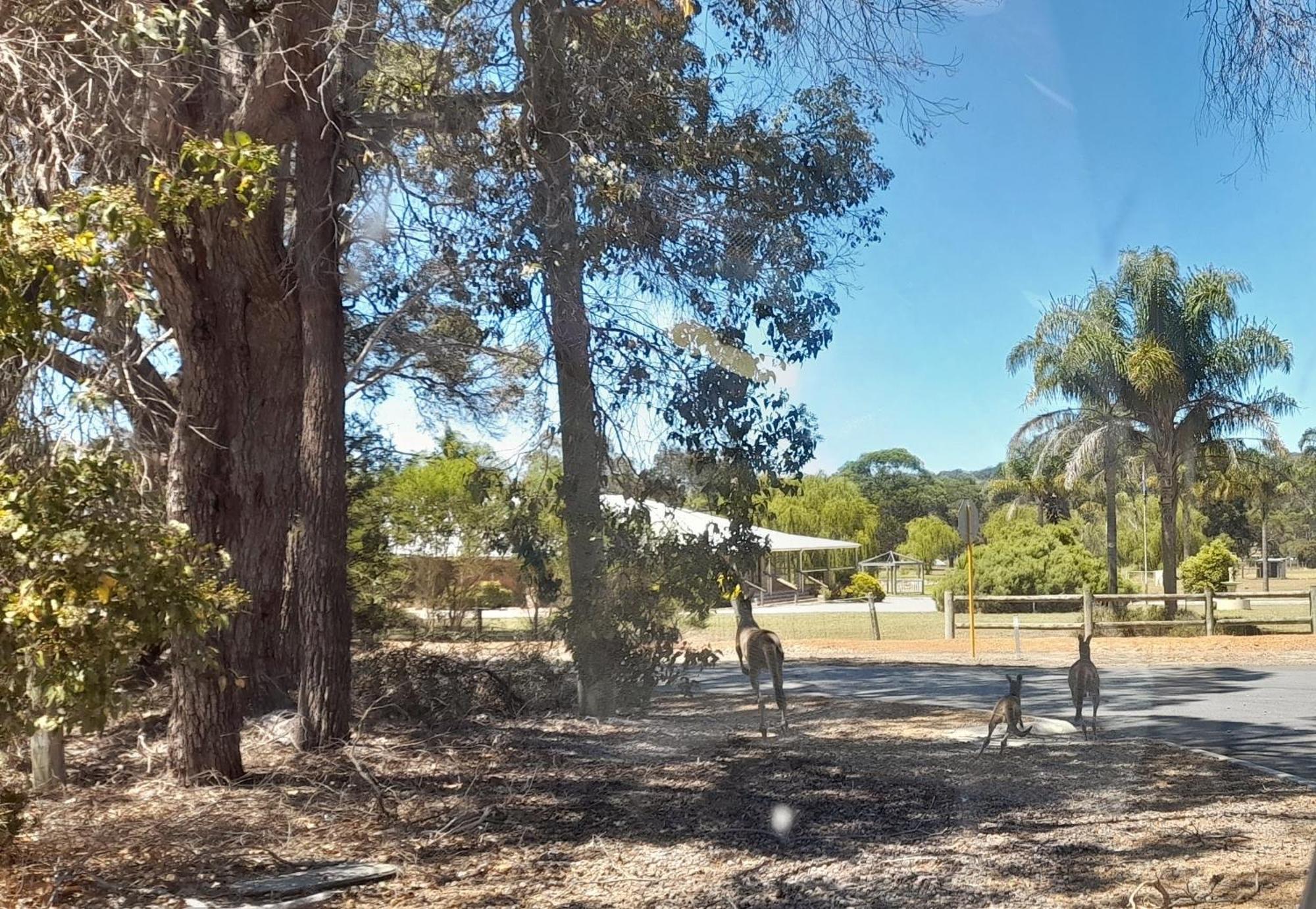 101 Oatlands Motell Mount Barker Exteriör bild
